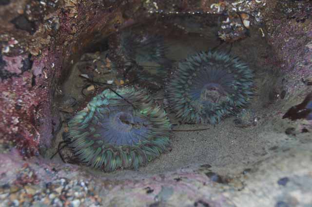 sea anemone